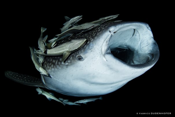requin baleine de nuit ouvrant la bouche entouré de poissons pilotes