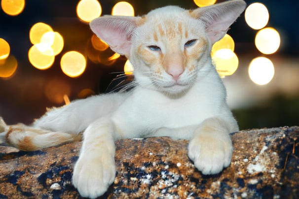 Niterap Simply-Red our handsome Red Tabby Point Siamese boy