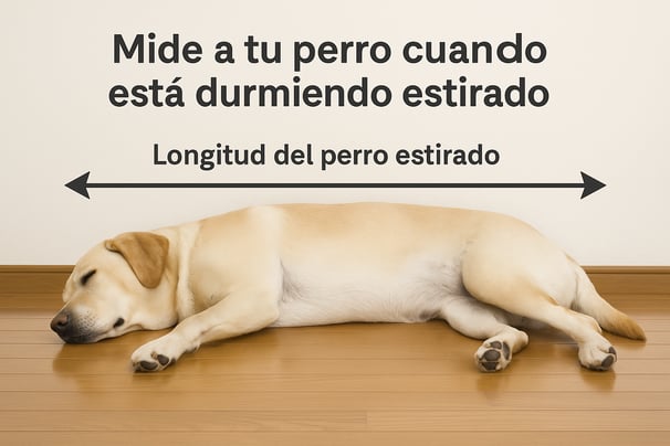 cama perro grande dormido