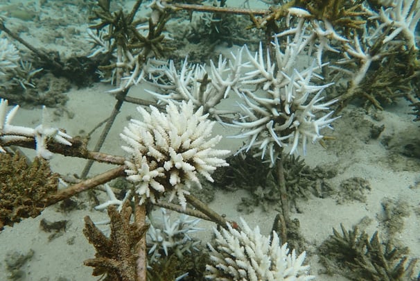 Bleached (but not dead) Acropora colonies in coral gardens in St Felix (June 2025)