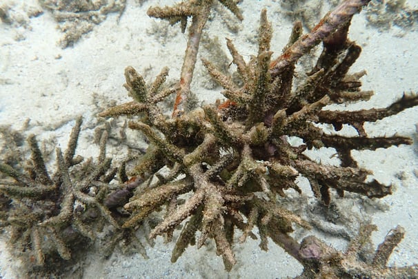 Dead Acropora colonies in coral gardens in St Felix (June 2025)