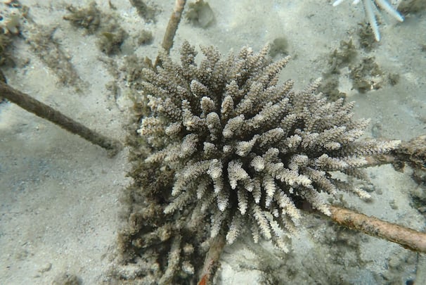 Resilient Acropora selago coral colony in coral gardens in St Felix (June 2025)
