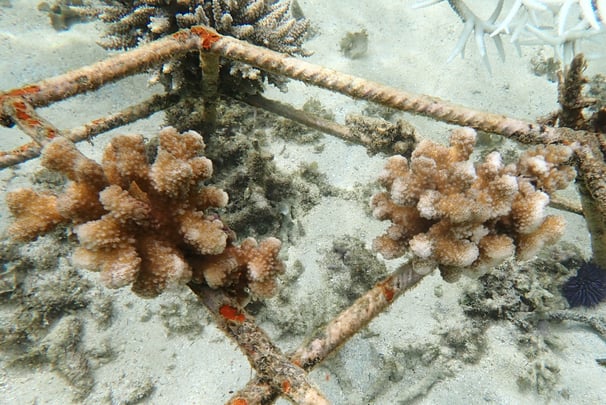 Resilient Pocillopora eydouxi coral colonies in coral gardens in St Felix (June 2025)