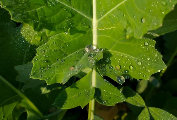 wet canola leaf