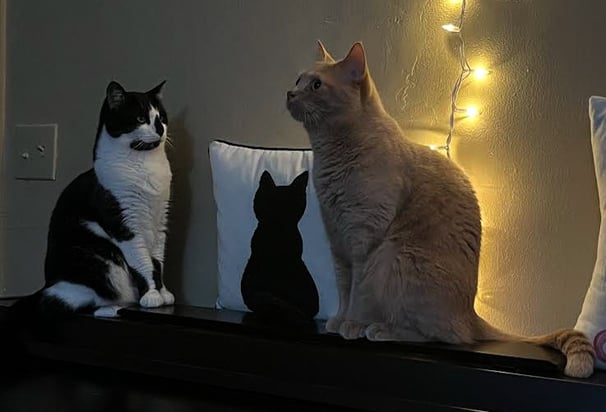 two cats sitting on a piano 