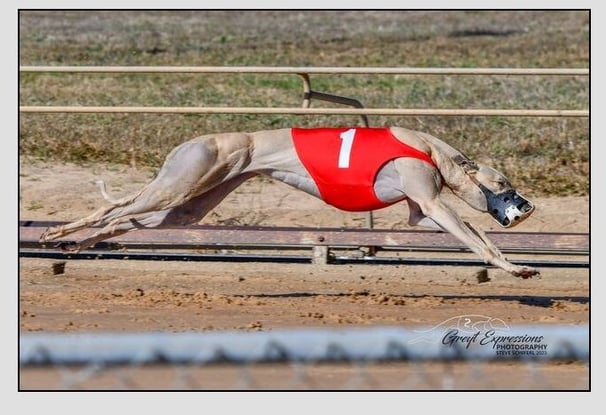 greyhound puppies