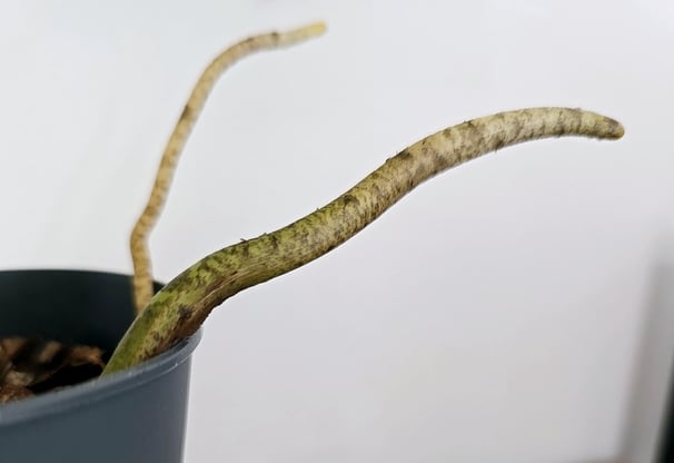 Monstera roots coming out of the plant pot