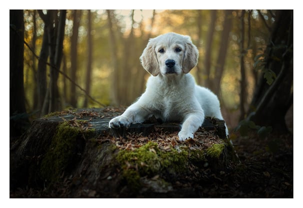 Les photos de votre chien dans l'Oise