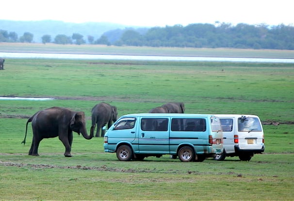 Minneriya National Park - Sri Lanka East coast tour package