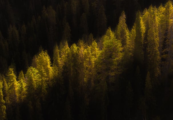 a forest scene with a train passing by