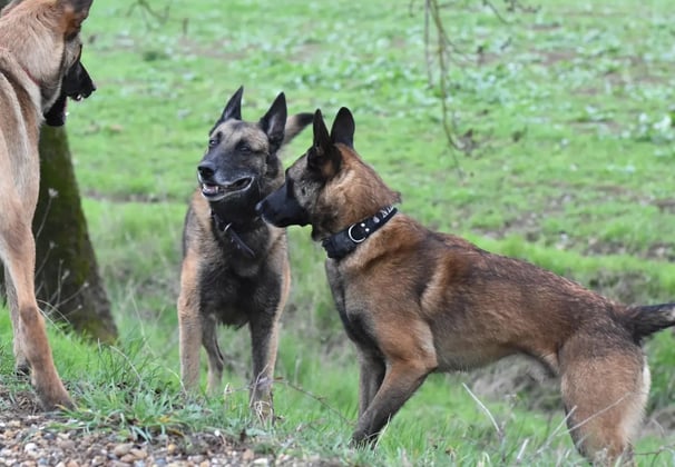 reeducation canine instinct de meute