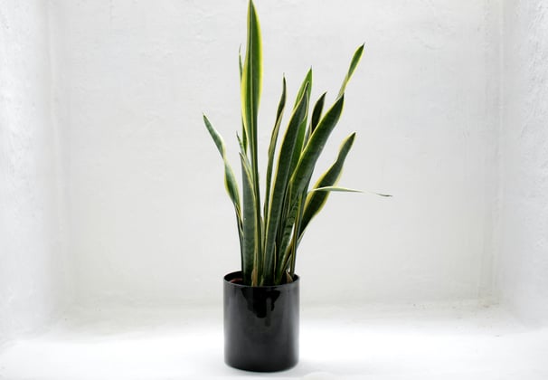 a healthy potted indoor snake plant in a black pot
