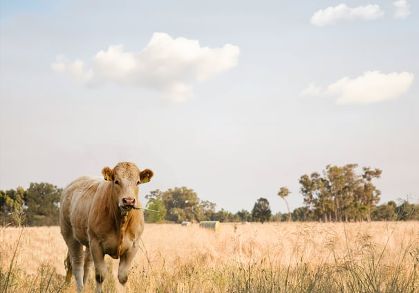 Cow in a pasture, featured on the labels of Weihs Livestock products.