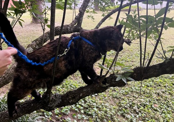 a tortoiseshell cat climbing a tree