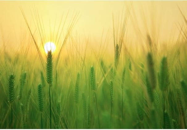 a field of green wheat with a sun setting in the background