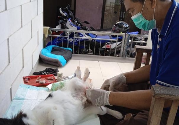 Hewan peliharaan seperti anjing dan kucing dapat mengurangi stres, kecemasan, dan perasaan kesepian.