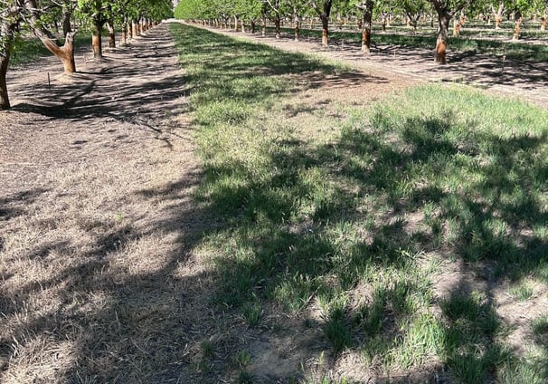 Pecan orchard with cover crop between rows.