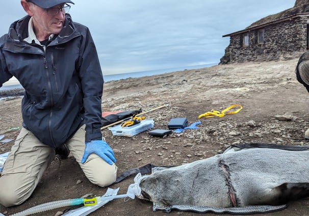 Dr Michael Lynch, wildlife veterinarian, anaesthetising an Australian Fur Seal with entanglement