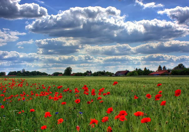 a field with red poppies and clouds