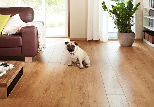 Small dog sitting on hardwood floors. A couch and a plant are also on the floors in living room.