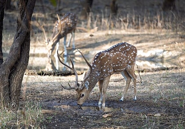 Ranthambore - North India tour package