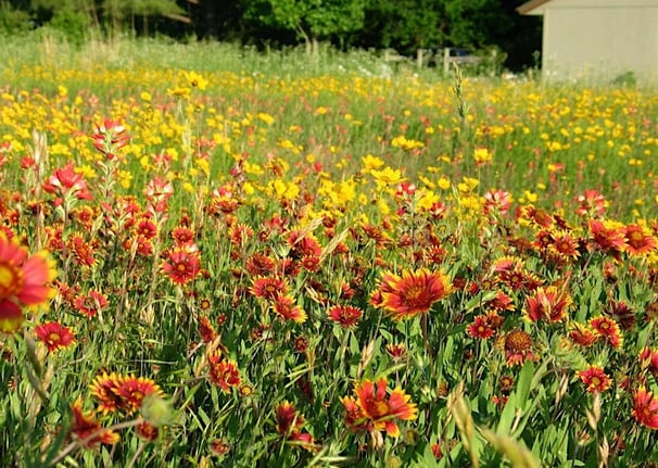 A field of flowers for the Tony Tour