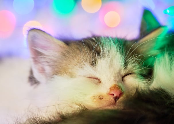 a cat sleeping on a blanket with a christmas light in the background