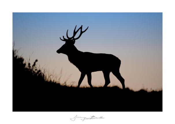 Cerf élaphe
