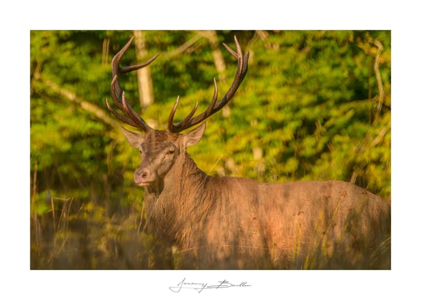 Cerf élaphe