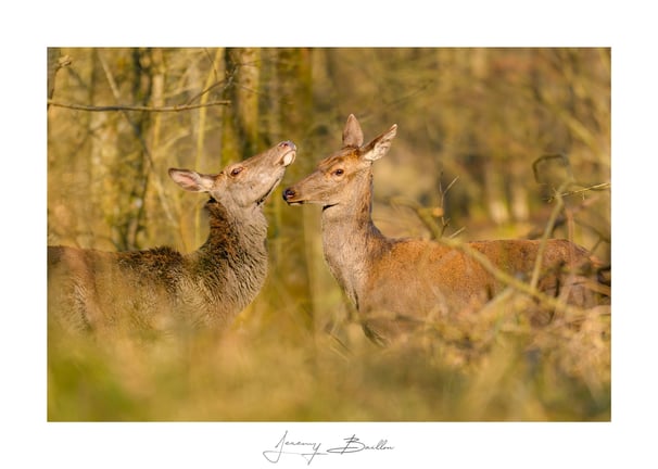 Biche & faon