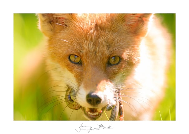 Renard