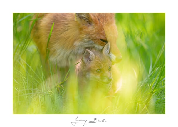 Renard