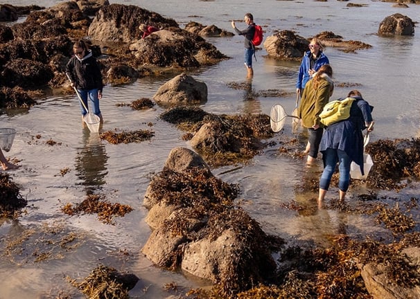 pêche à pieds en normandie cotentin
