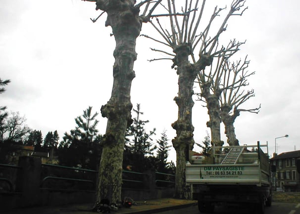 Rangée d'arbres élagués dans la ville d'Amplepuis avec un camion.