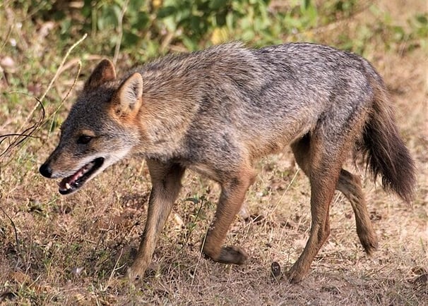 Fox at Kumana national park - Sri Lanka East coast tour package