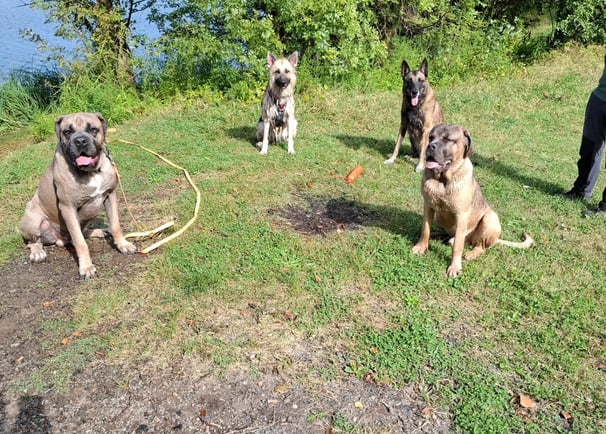 balade groupe chiens instinct de meute