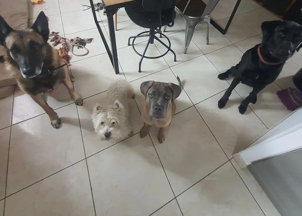 pension canine instinct de meute