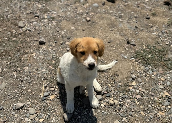 Cute puppy at the Reservoir