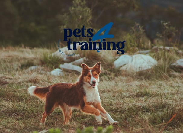 logo principal pour Pets4Training