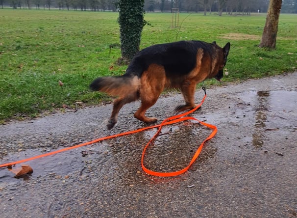balade individuelle chien instinct de meute