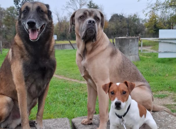 bilan comportemental canin instinct de meute