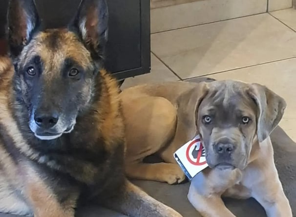 conseil canin instinct de meute