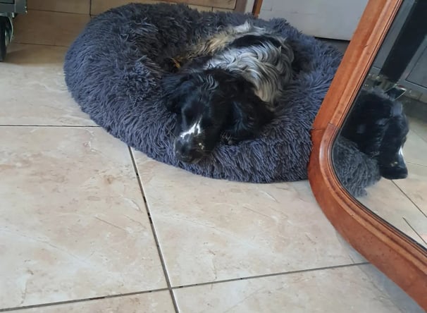 garderie chien instinct de meute