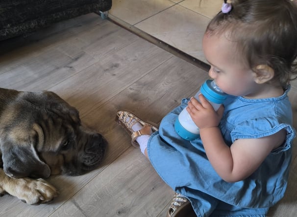 conseil canin famille instinct de meute