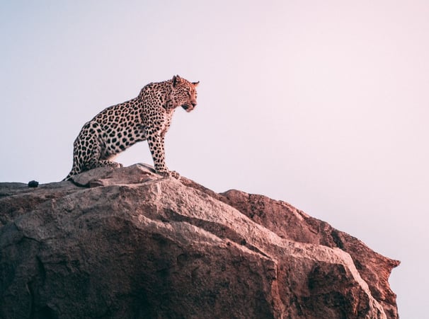 Um leopardo sobre a pedra em seu habitat natural na indonésia - Foto de Geran de klerk