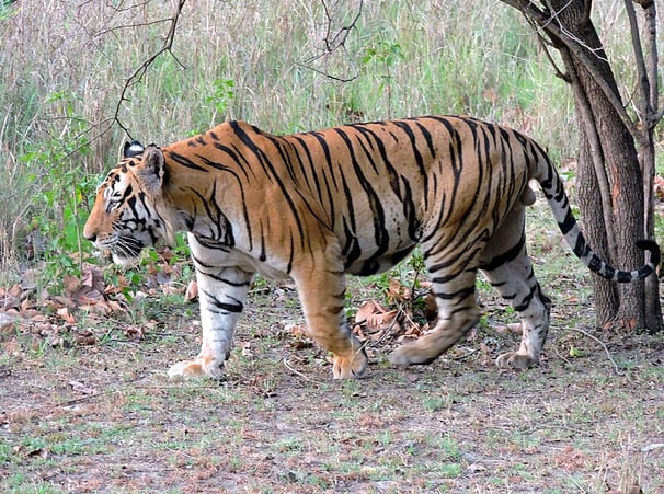 Tigre-de-bengala macho selvagem - Por Seemaleena - CC BY-SA 4.0, https://commons.wikimedia.org/w/index.php?curid=49329017