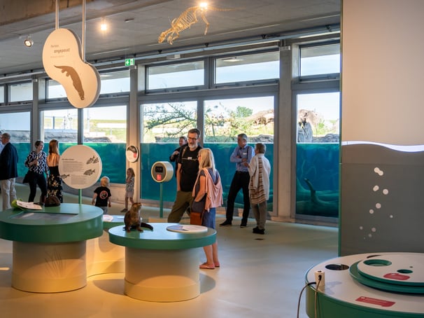 Wasserlinie des Aquariums - ein grundlegendes Element, das das gesamte Erlebnis vereint
