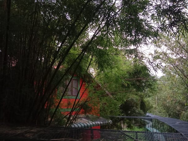 Bamboo Planet