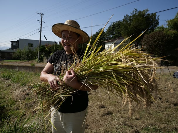 Japan rice harvest local japanese