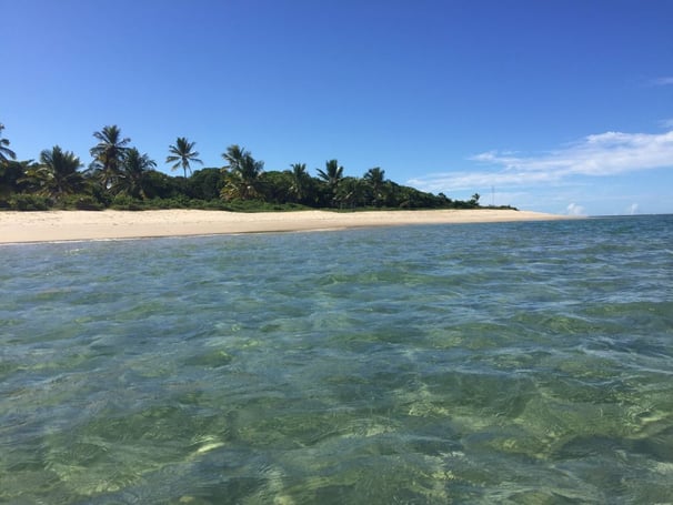 a beach with clear water and palm trees